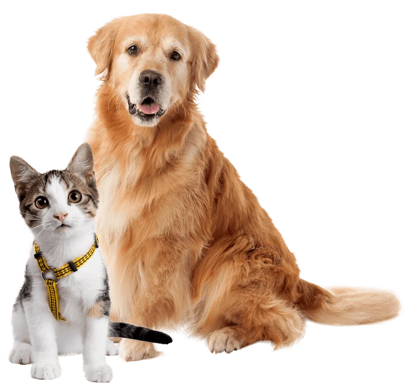 Booking4pet · eClick mobil app referencia (1)  eClick Apps